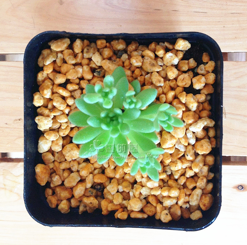 多肉植物椿上 春上 春萌 景天科小型群生肉肉 很