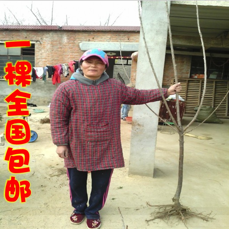 盆栽樱桃 樱桃苗当年结果 车厘子樱桃苗樱桃树