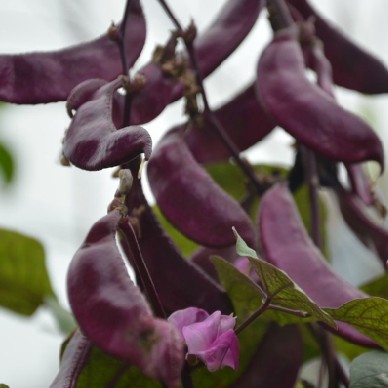 红扁豆 紫扁豆 阳台种植 家庭种植 蔬菜种子实惠