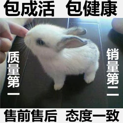 极品宠物兔宝宝迷你公主兔 熊猫兔子小白兔黄