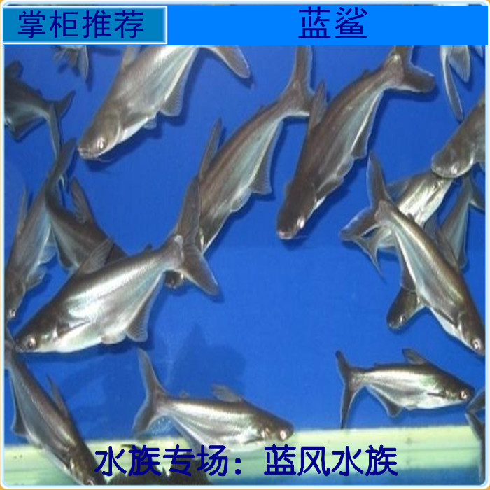 【蓝风水族】蓝鲨 虎头鲨 热带鱼观赏鱼 低价促