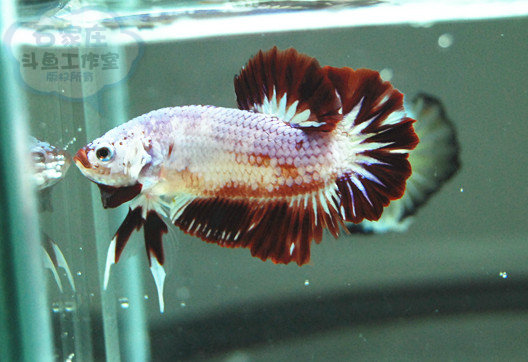 FANCY KOI将军菊花尾超尾将军巨斗基因|一淘