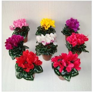 仙客来花苗盆栽 仙客来带花 年宵花卉 室内花卉