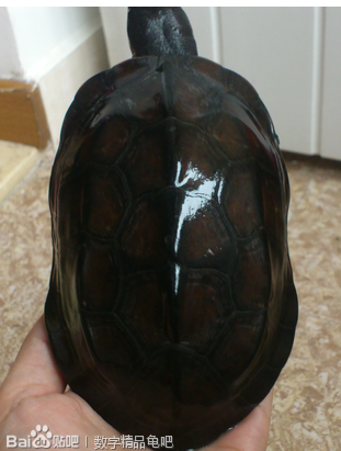 中华草龟墨龟观赏繁殖镇宅佳品|一淘网优惠购