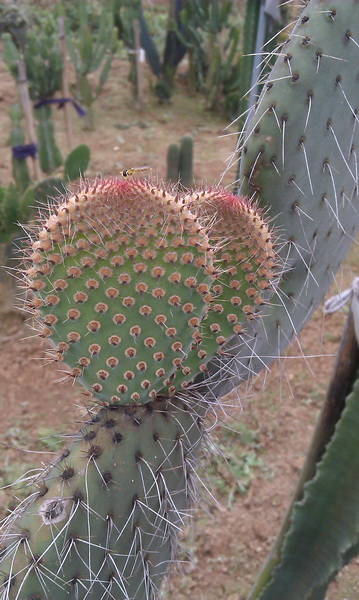 振武团扇(交野)Opuntia pilifera红花团扇berger