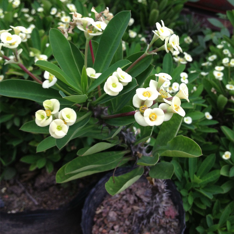 白花小叶虎刺梅 室内室外多肉植物麒麟花 大戟