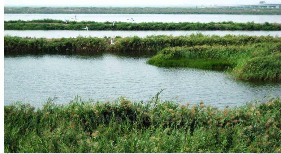 塘沽区黄港湿地生态公园总体概念规划设计方案