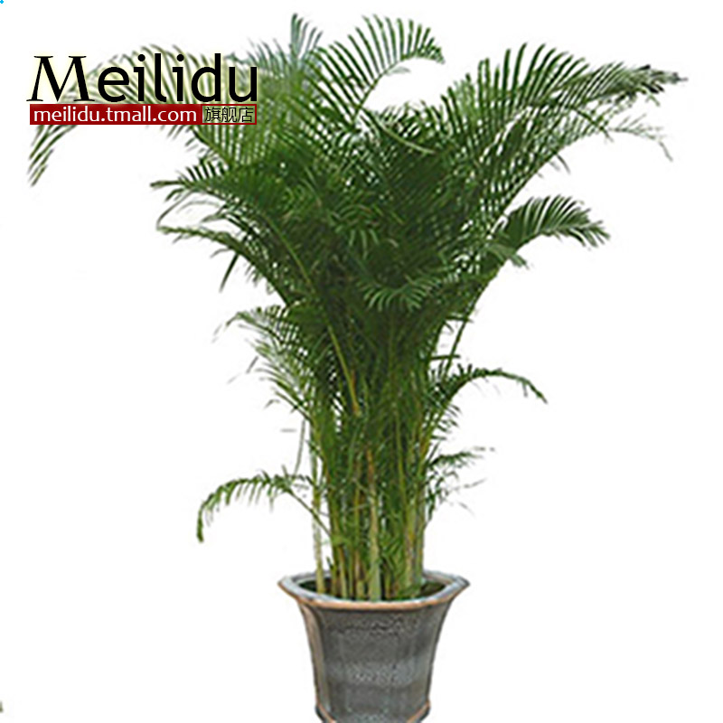 办公室客厅大型花卉盆栽盆景 散尾葵 凤尾竹 净