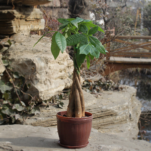 小型绿植盆栽\/桌面摆设\/发财树种子小发财树盆