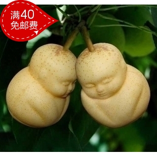 果树苗 人参果树苗 人形长生果树苗 盆栽人生果