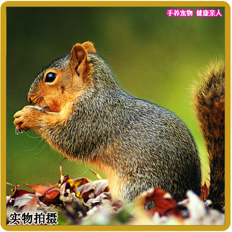 松鼠叫声 红腹松鼠 叫声 动物叫声 电媒 媒声 引