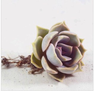 多肉植物 丽娜莲 多肉 荷兰丽娜莲杂交种|一淘网