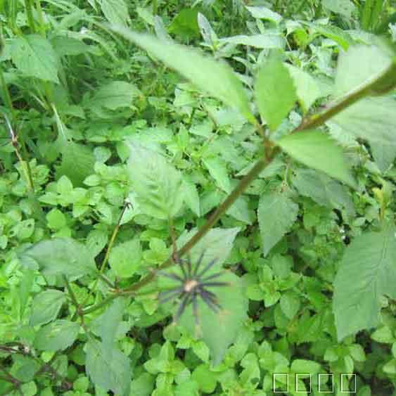 鬼针草 一把针 刺针草|一淘网优惠购|购就省钱