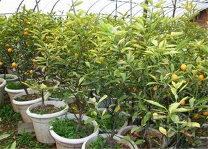 金桔果树苗带果金桔树盆栽橘子树苗羊奶橘皇帝