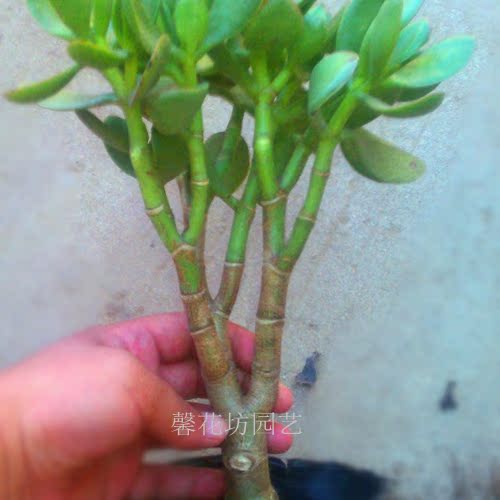 多肉植物玉树老桩胖娃娃易成活 叶片易繁殖 拼