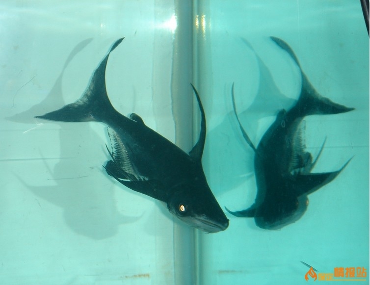 斧头鲨 成吉思汗鲨鱼 虎头鲨 12-15公分左右 蓝鲨|一淘网优惠购|购就省钱