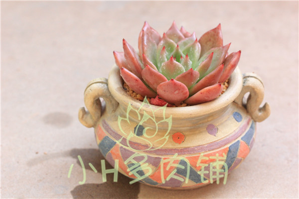 【小H】多肉 冬云 乌木 弗兰克杂玛丽 全状态 连