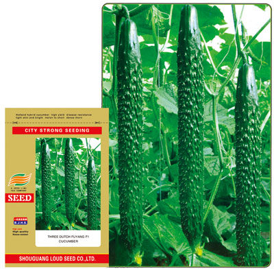 荷兰进口 富阳三号F1黄瓜种子 瓜条顺直 耐低温