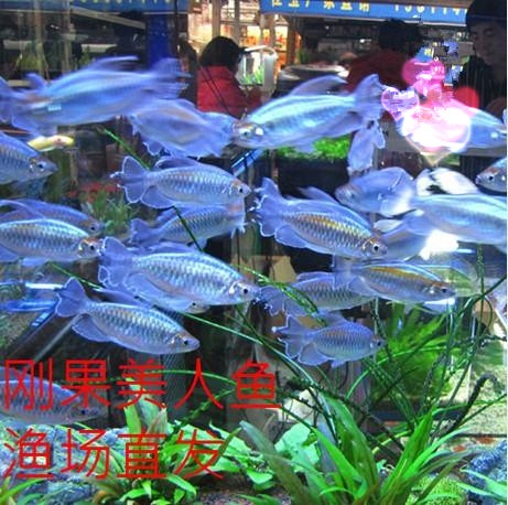 刚果美人鱼 刚果扯旗 热带鱼 观赏鱼 活体 草缸 群游鱼 4-5cm|一淘网优惠购|购就省钱