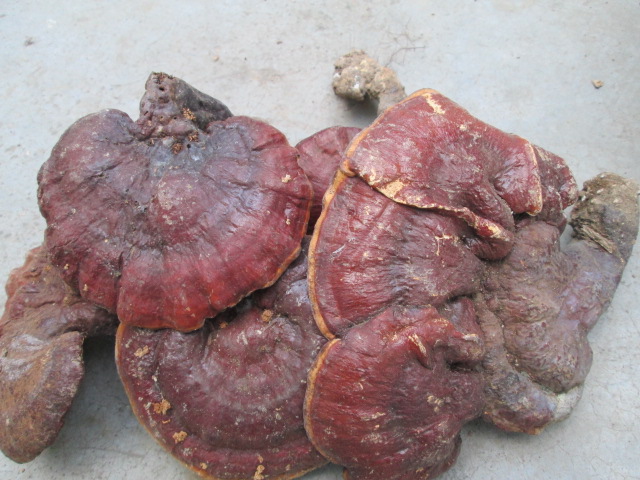 不好包退伏牛山纯野生赤灵芝抗癌保肝解毒保健