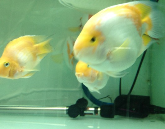 白玉鹦鹉鱼 白化鹦鹉鱼|一淘网优惠购|购就省钱