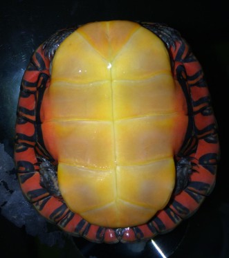 红肚东锦 深水龟 东锦龟 宠物龟|一淘网优惠购|