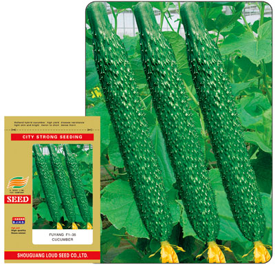 荷兰引进 富阳F1-35 黄瓜种子 越冬早春种植首