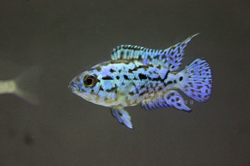 观赏鱼 热带鱼 美鲷 银河星钻 3-4cm|一淘网优惠