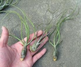 空气凤梨章鱼铁兰 空风寄生植物树干岩石靠吸