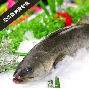 特价冰鲜 青岛近海野生海鲈鱼 海鱼 新鲜寨花鱼
