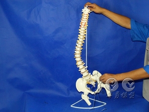 人体脊椎模型 1:1脊柱颈椎胸椎腰椎尾椎骨盆正