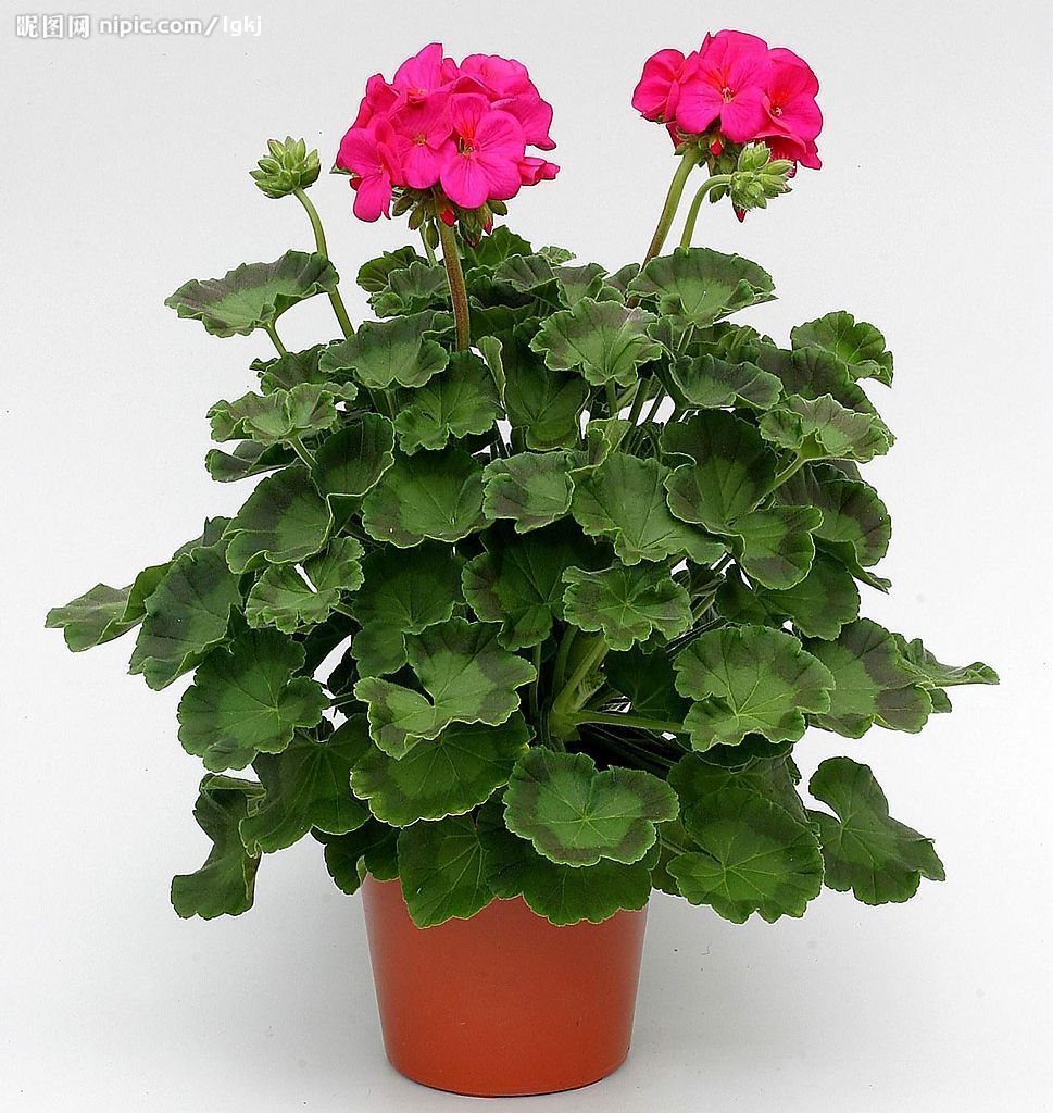 春播花卉种子 天竺葵绣球花种子批发 多年生四