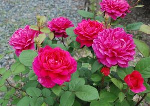 欧洲月季奥斯汀苏菲的玫瑰多头重复开花强茶香