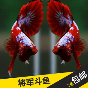 泰国斗鱼 精品展示级 将军 半月 热带观赏活体 