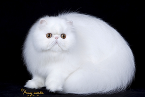 靓梵名猫CFA注册猫舍波斯猫 加菲猫 纯种猫 G