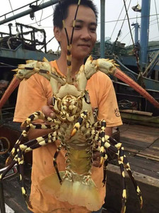 东山岛海鲜龙虾 大小龙虾 青龙虾 澳洲龙虾澳龙