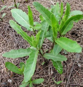 药材花卉七七菜 苗 刺刺芽 七七芽 野生 止血 去瘀|一淘网优惠购|购就省钱