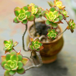 多乐湾 超美大老桩多头群生艳日辉清盛锦 多肉绿植物盆栽组盆必备优惠价12.8元,头群生艳日辉清盛锦 精心为您挑选-麦尔网购导航-网购宝