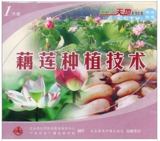 浅水藕种植技术大全,莲藕栽培与藕田套养技术