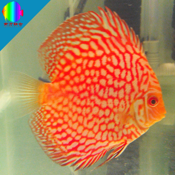 热带观赏鱼 神仙鱼 七彩神仙鱼 格子7-8cm 不包