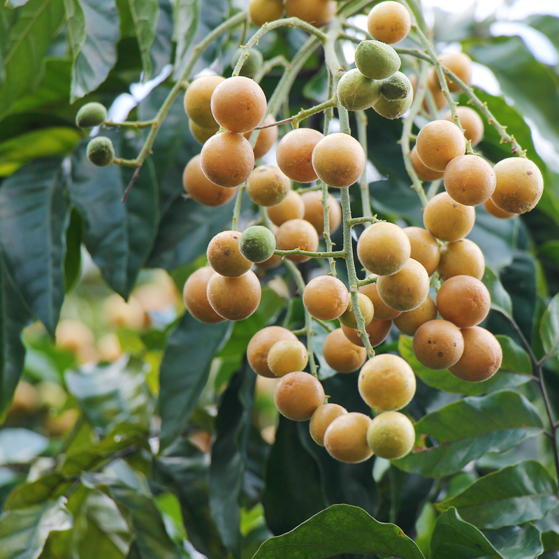 新鲜黄皮 黄皮果 鸡心黄皮 黄皮水果 无核黄皮 