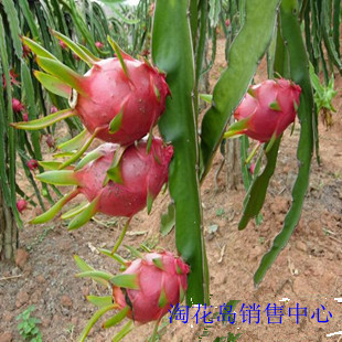 出售果树苗 火龙果苗 多肉火龙果 黄心火龙果 红