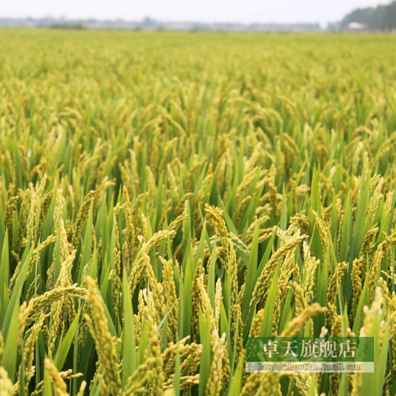 最高产水稻种子