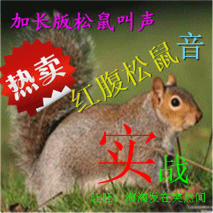 新款松鼠\/红腹松鼠叫声野外实战电媒声mp3格