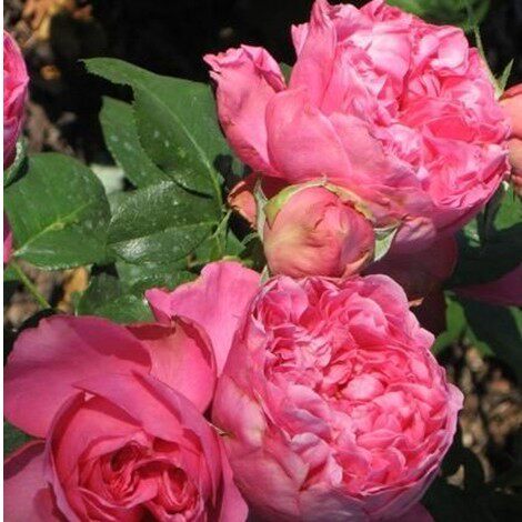 法国新品<em>月季</em> 粉色<em>茶花女</em>(Pink Traviata)中苗|一