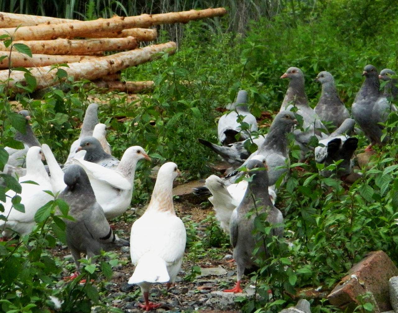 农家散养新鲜土鸽子老鸽子肉 <em>女人炖汤</em>胜生驴