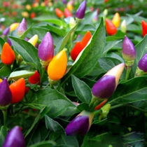 阳台专用五彩椒种子 盆栽五彩朝天椒 可观赏又