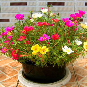 四季盆栽花卉种子太阳花种子30粒松叶牡丹 死