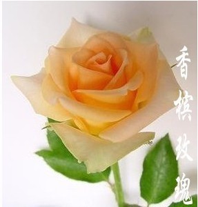 月季种子 月季花种子 花卉盆景植物种子 阳台盆栽绿植园艺花种优惠价3元,月季种子精心为您挑选-麦尔网购导航-网购宝