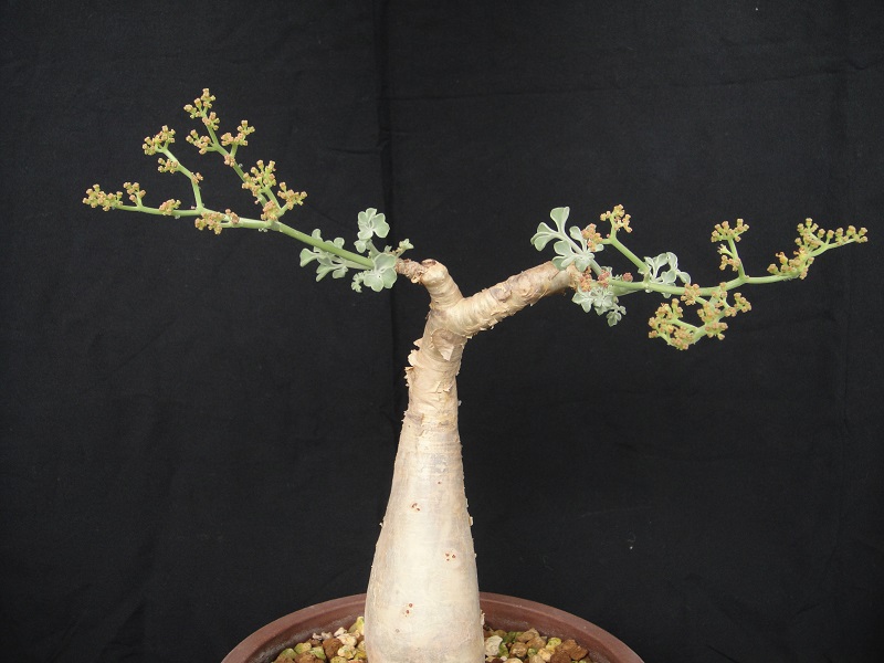 进口多肉植物 索马里稀有葡萄根块 Cyphostem